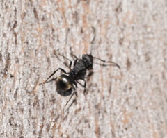 Polyrhachis phryne