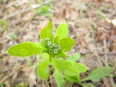 Myosotis macrosperma
