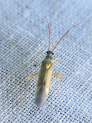 Cyllecoris histrionius