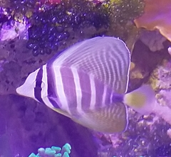 Zebrasoma