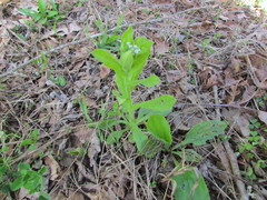 Myosotis macrosperma