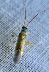 Cyllecoris histrionius