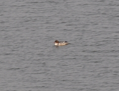Mergus merganser