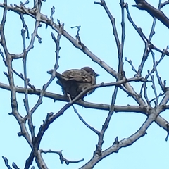 Passer montanus