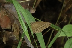 Mycalesis janardana