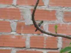 Elliotomyia chionogaster