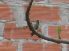 Elliotomyia chionogaster