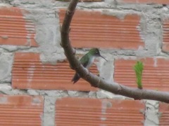 Elliotomyia chionogaster