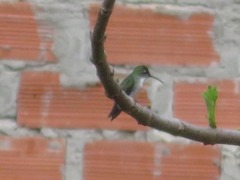 Elliotomyia chionogaster