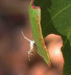 Stathmopoda melanochra