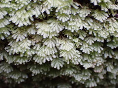 Catharomnion ciliatum