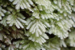 Catharomnion ciliatum