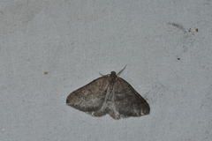 Aleucis distinctata