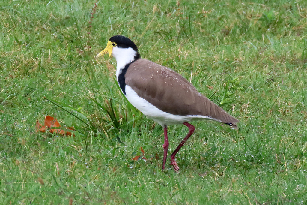 Black-shouldered Lapwing from Pine Island Reserve, ACT, Australia on ...