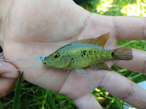 Barton's Cichlid