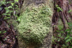 Catharomnion ciliatum