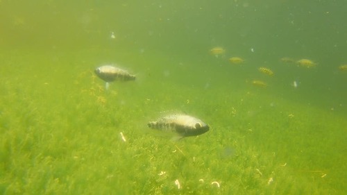 Barton's cichlid (Nosferatu bartoni) — Cichlidae — 4