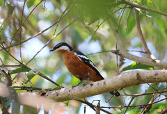 Lalage aurea