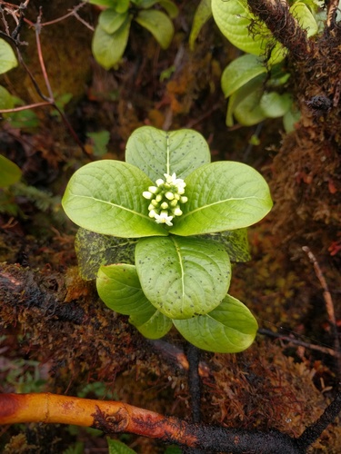 Psychotria fauriei