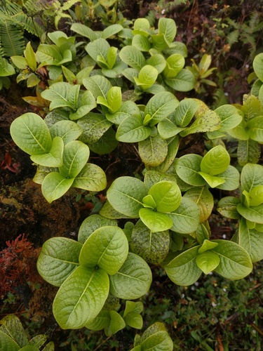 Psychotria fauriei