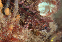 Heteroclinus roseus