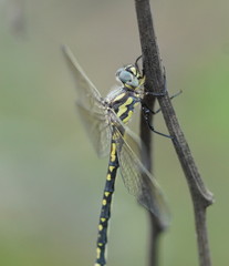 Eusynthemis virgula