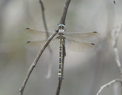 Eusynthemis virgula