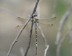Eusynthemis virgula