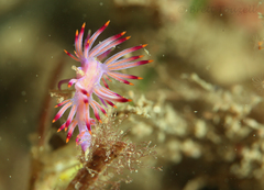 Coryphellina lotos