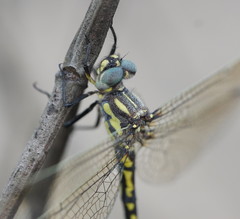 Eusynthemis virgula
