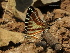 Graphium nomius nomius