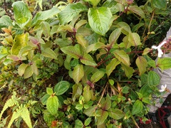 Phyllostegia grandiflora