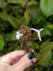 Phyllostegia grandiflora
