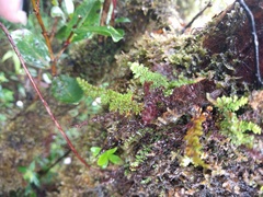 Adenophorus abietinus