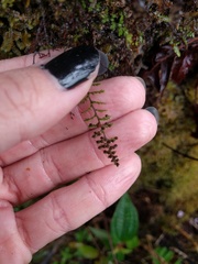 Adenophorus abietinus