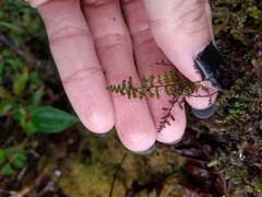 Adenophorus abietinus