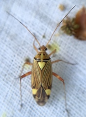 Rhabdomiris striatellus