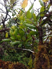 Syzygium sandwicense