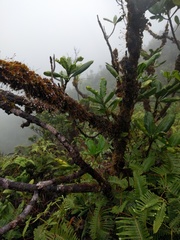 Melicope clusiifolia