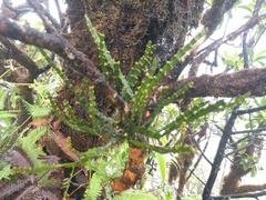 Korthalsella complanata