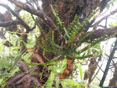 Korthalsella complanata