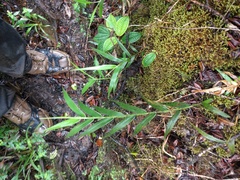 Isachne distichophylla