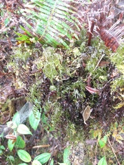 Hymenophyllum lanceolatum