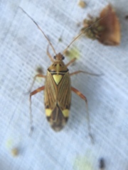 Rhabdomiris striatellus