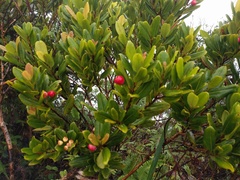 Syzygium sandwicense