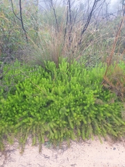 Persoonia chamaepitys