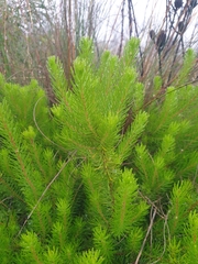 Persoonia chamaepitys