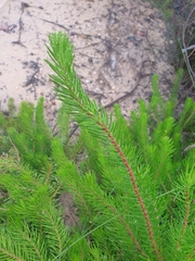Persoonia chamaepitys