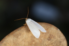 Agylla nivea
