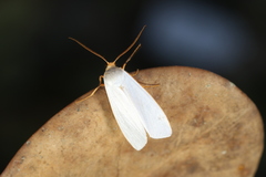 Agylla nivea